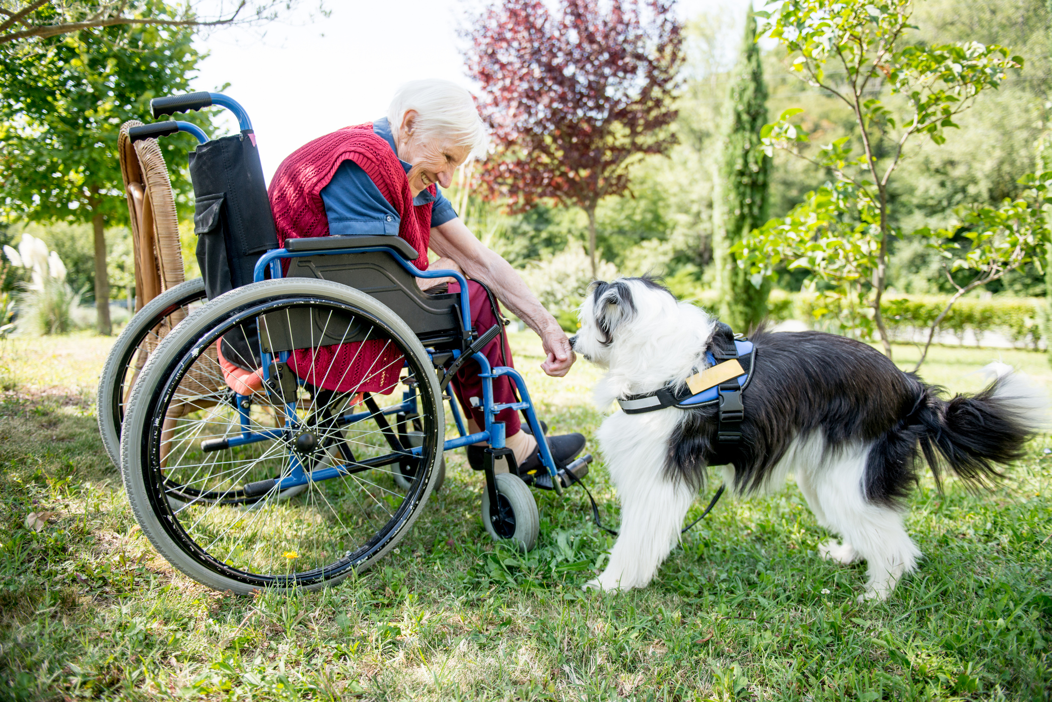 Older adult petting a therapy dog.