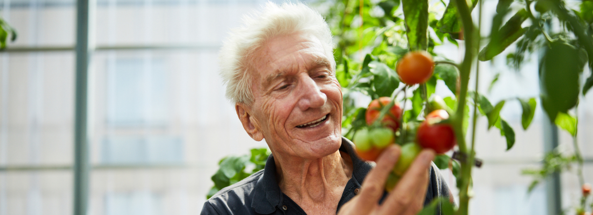 senior man picking tomatoes