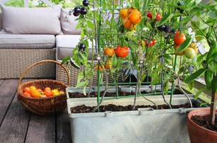 bigstock-container-vegetables-gardening-321698944.jpg
