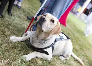 bigstock-golden-retriever-guide-dog-95034299.jpg