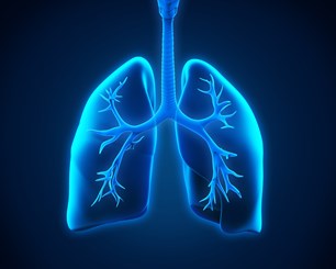 bigstock-lung-and-bronchi-65038987.jpg
