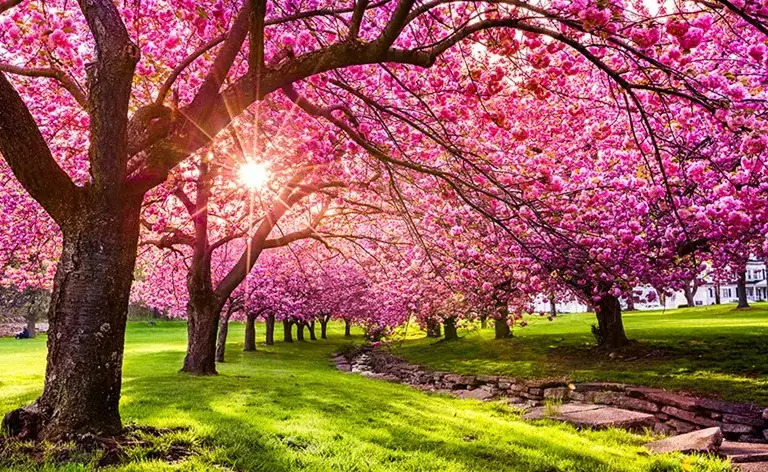 cherry blossoms