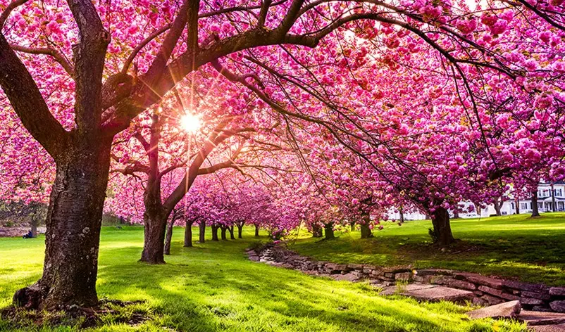 cherry blossoms