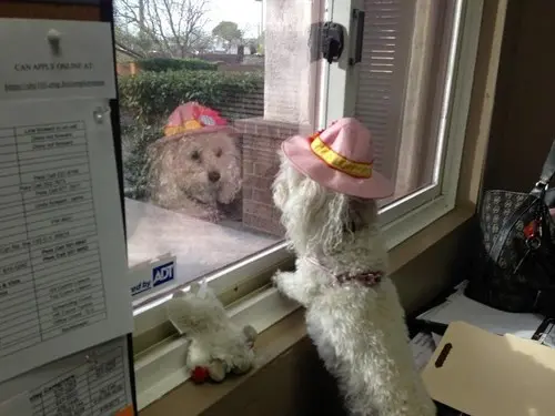 SYNERGY Home Care Tails Fostering Four -Legged Love 1