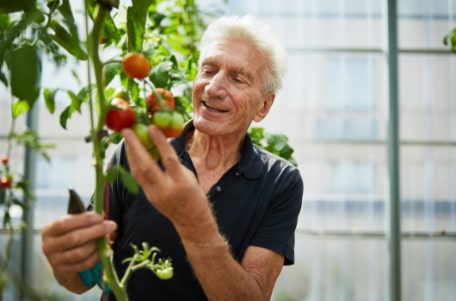 A senior man picking tomatoes