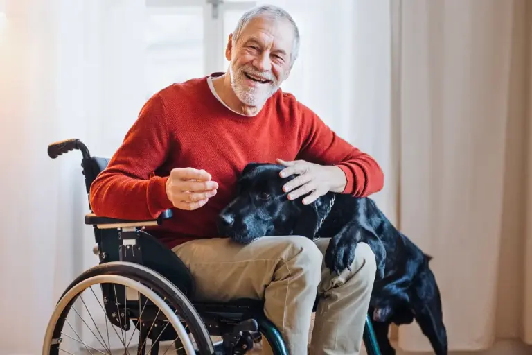 senior-wheelchair-dog-50-1126707747